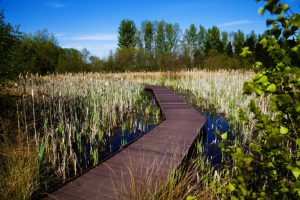 The wetland area at Radiofilum, contributing towards environmental sustainability